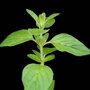 Oregano blad